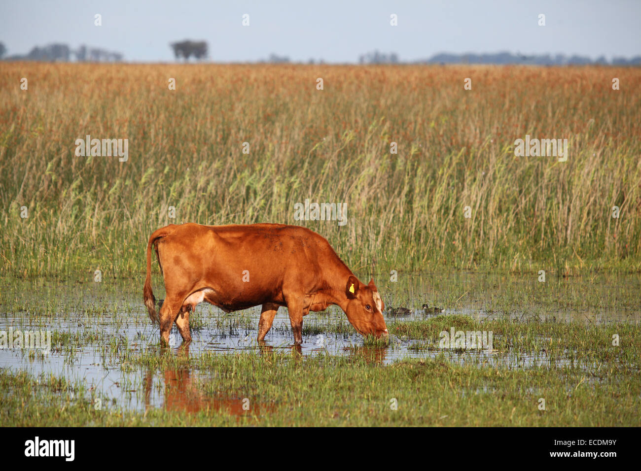 Vaca en el estanque. La Pampa, Argentina. Foto de stock
