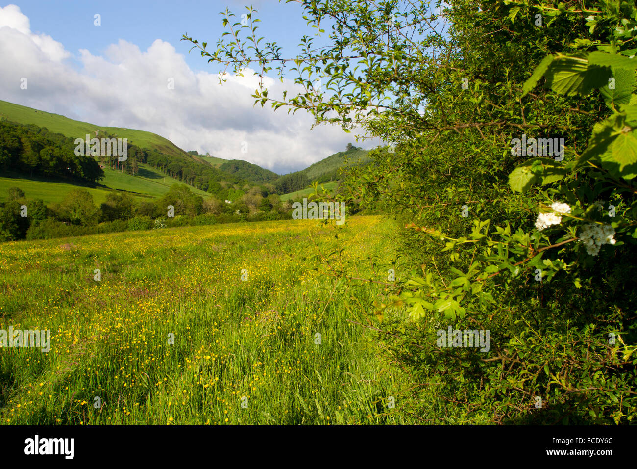 Hedge en una granja orgánica junto a una pradera de heno. Powys, Gales. De junio. Foto de stock