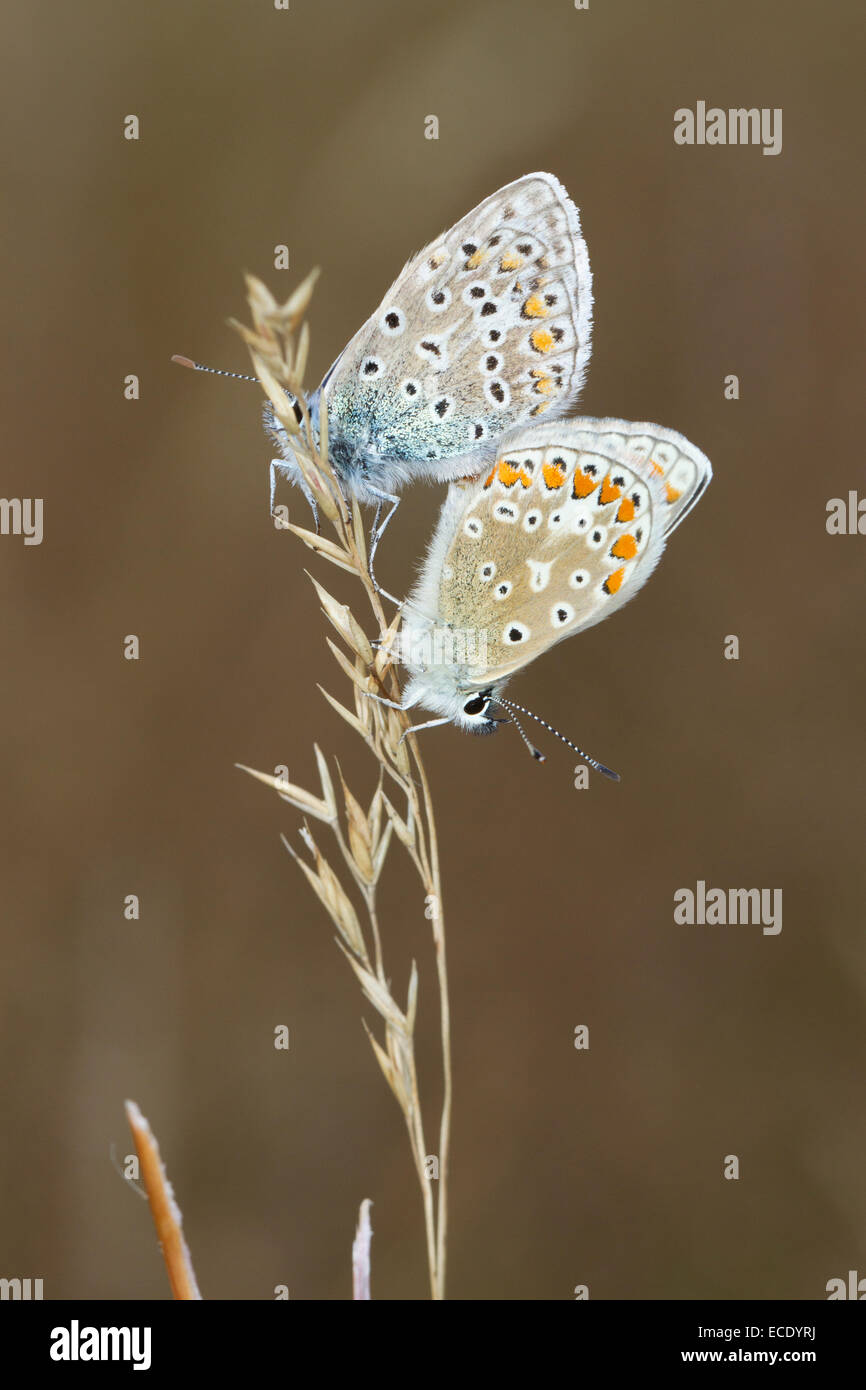Las mariposas azules comunes (Polyommatus icarus) adulto par de apareamiento. Powys, Gales. De agosto. Foto de stock
