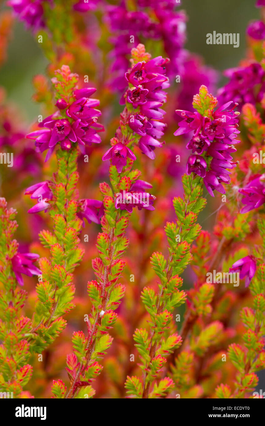 Brezo común o Ling (Calluna vulgaris) 'Firefly' variedad florece en un jardín. Powys, Gales. De agosto. Foto de stock