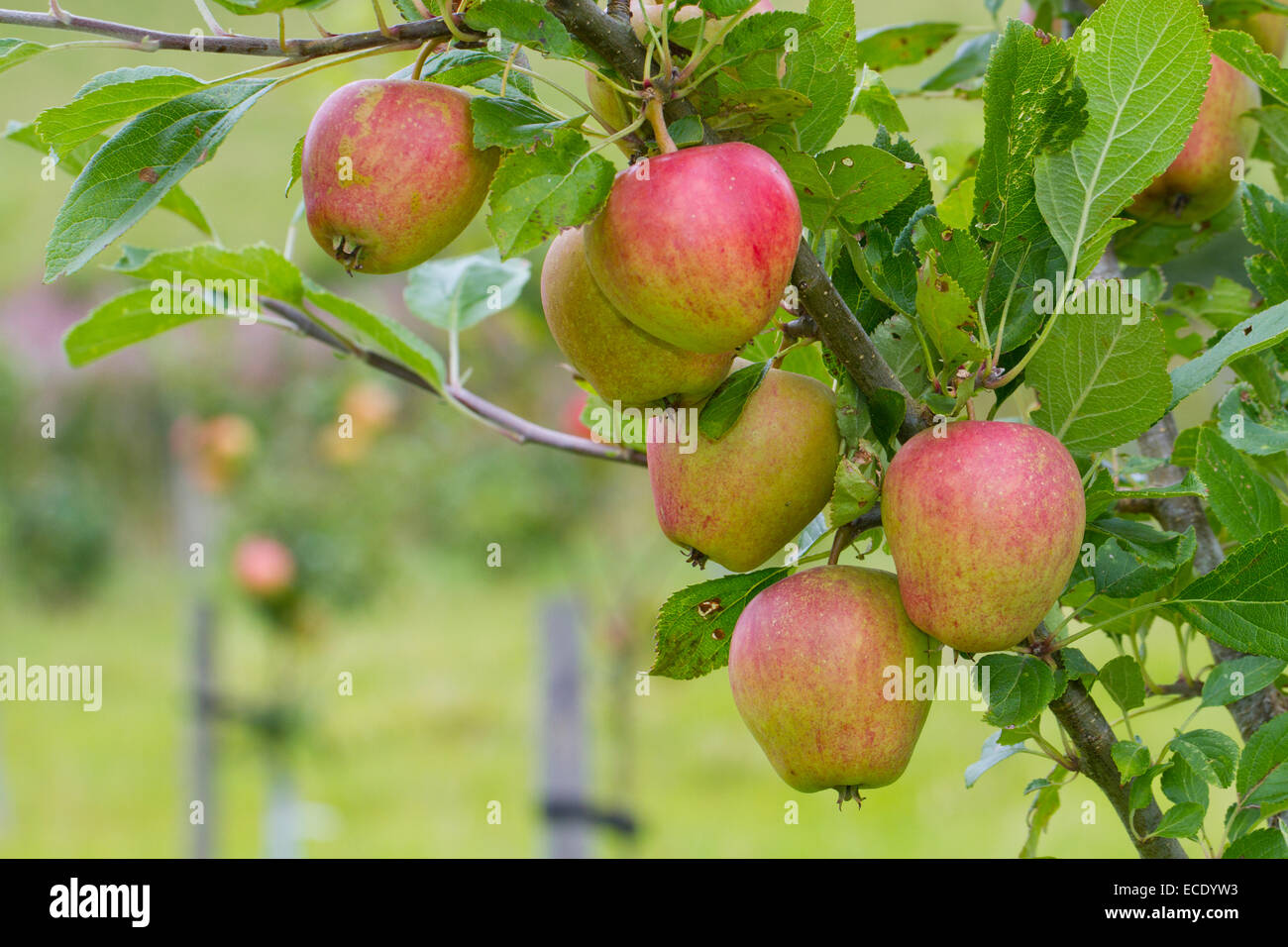 Cultivado manzanos (Malus domestica) variedad " Adam's Pearmain'. Fruto de un árbol en una huerta orgánica. Powys, Gales. De agosto. Foto de stock