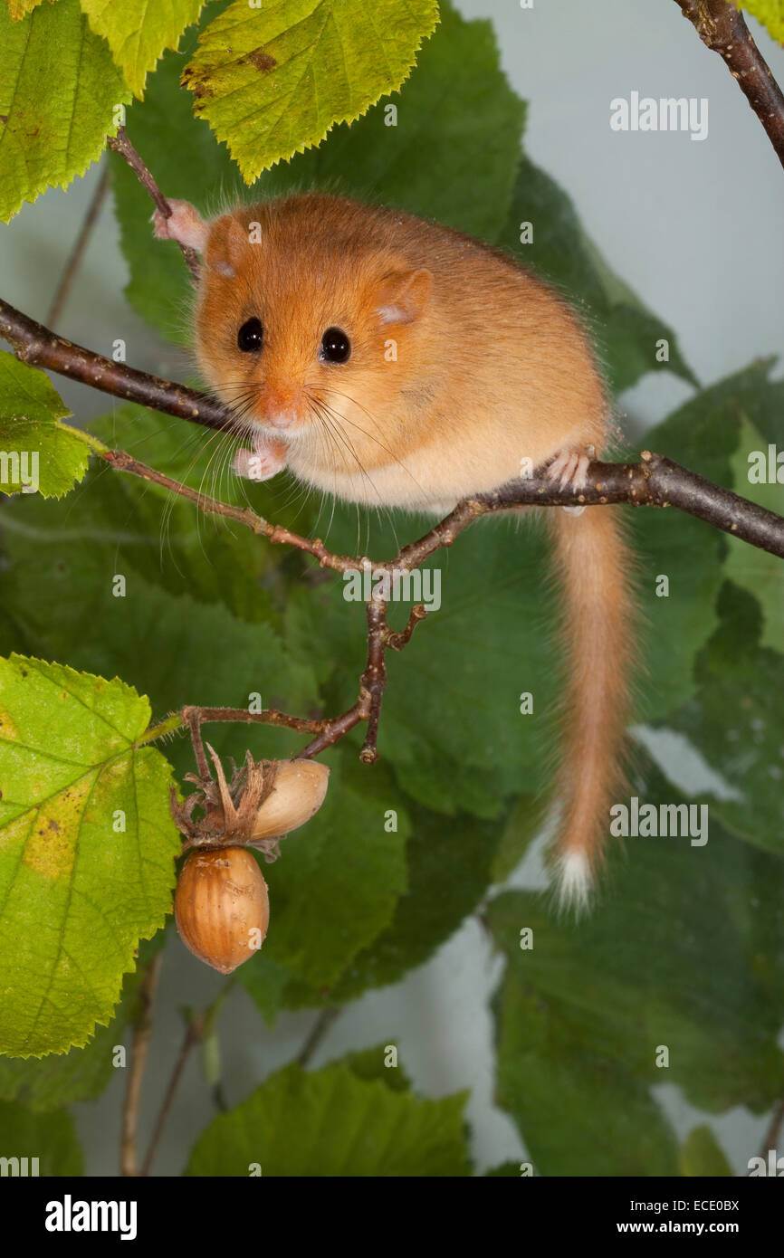 Hazel lirón careto, lirón común, avellanas, mazorcas, Haselmaus, Hasel-Maus Haselnüsse Muscardinus avellanarius,,, Muscardin, Bilch Foto de stock