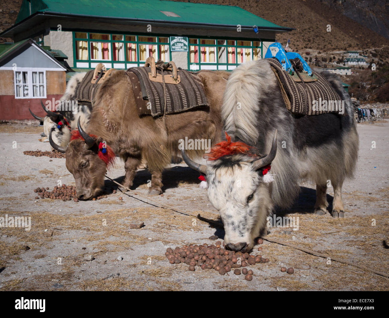 Los yaks alimentándose de patatas en Khumjung, región de Khumbu, Nepal Foto de stock