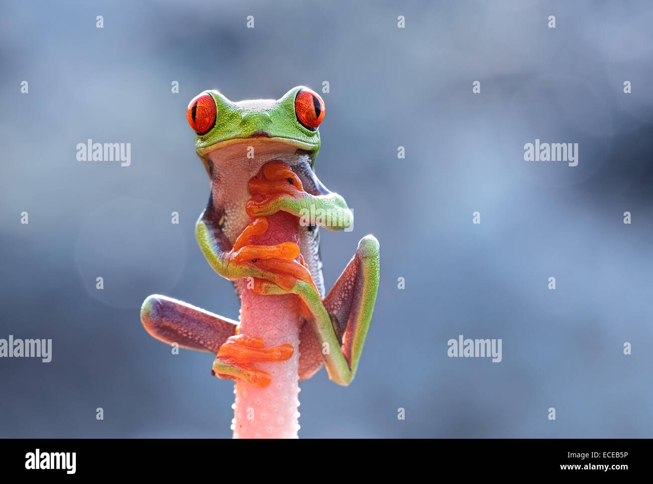 Indonesia, Islas Riau, Batam Ciudad, Rojo-eyed Tree Frog en cabeza floral Foto de stock