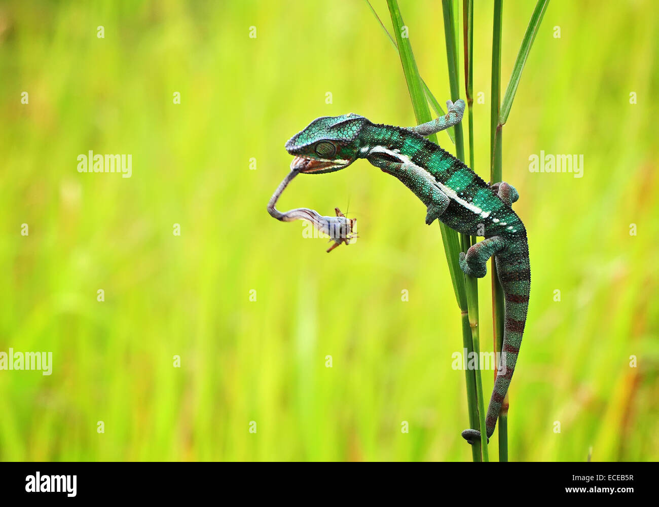 Chameleon caza un insecto, Batam City, Islas Riau, Indonesia Foto de stock
