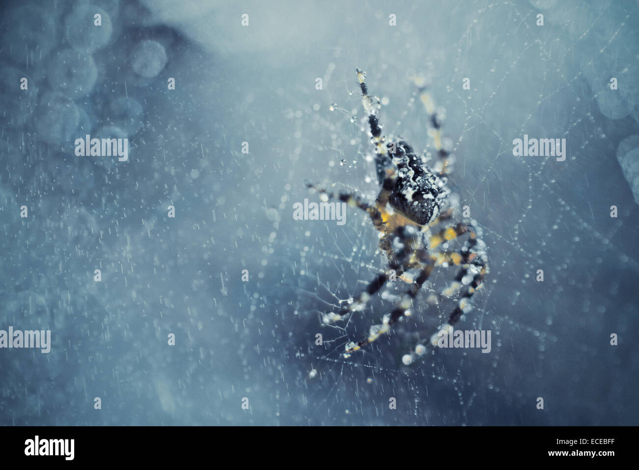 Close-up de araña en un web Foto de stock