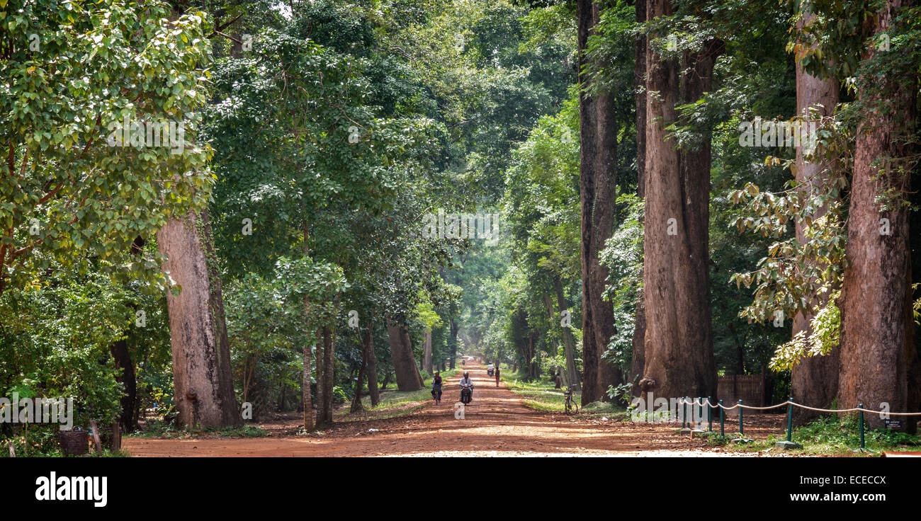 Camboya, Angkor, vistas panorámicas del parque con árboles antiguos Foto de stock