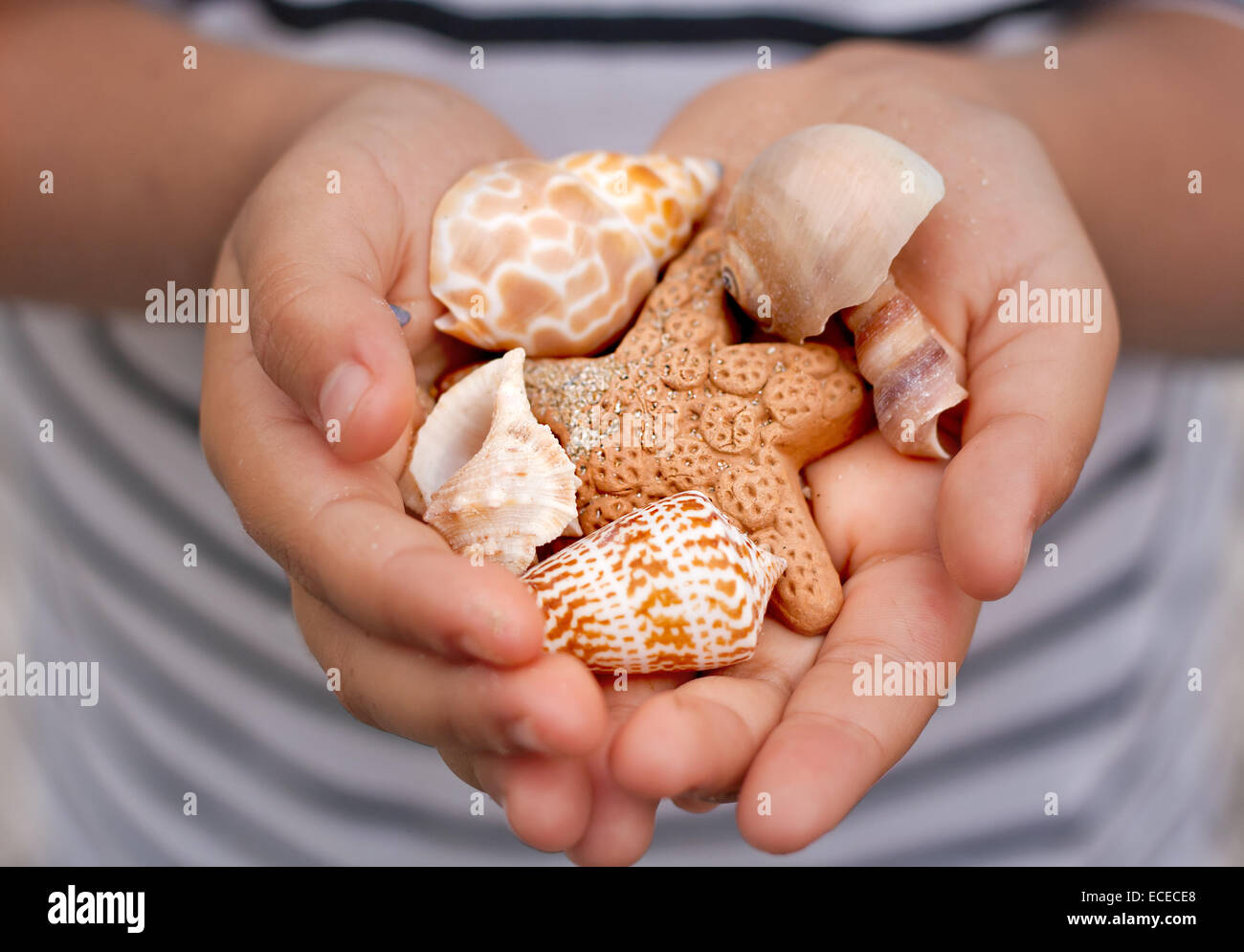 Niño sosteniendo conchas y estrellas de mar en sus manos Foto de stock