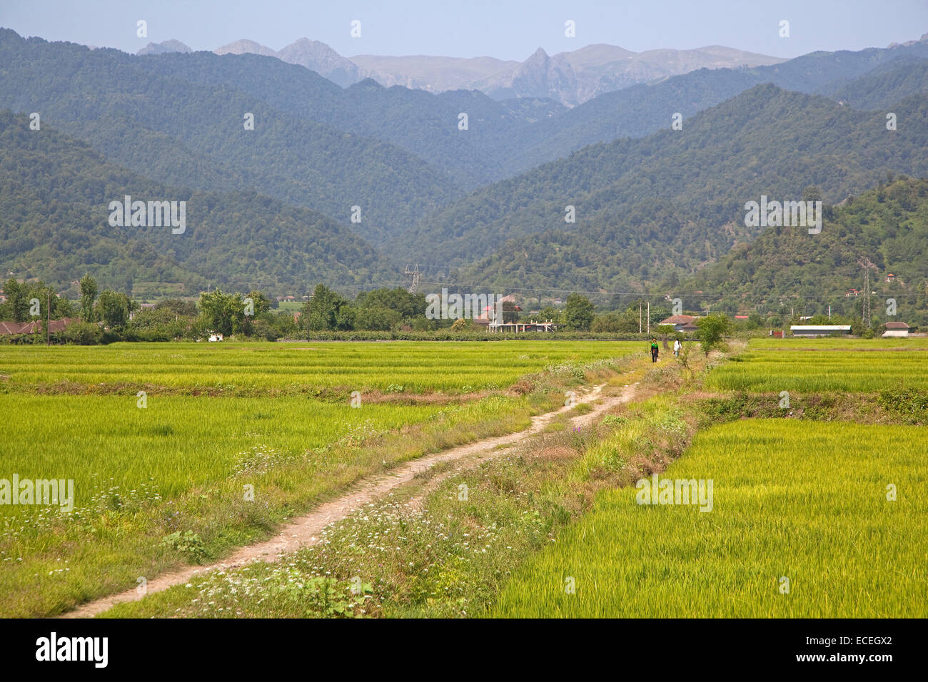 Campo que muestra los campos de arroz y las montañas costeras cerca de Ardabil, Irán Foto de stock
