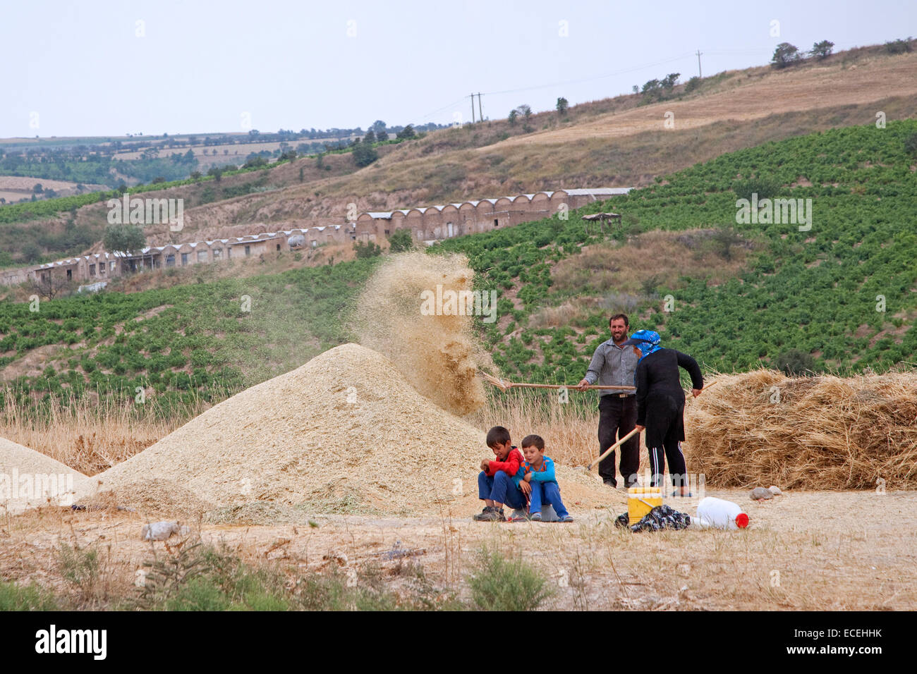 El agricultor con la esposa y los niños que trabajan en la cosecha de cereales en Irán Foto de stock