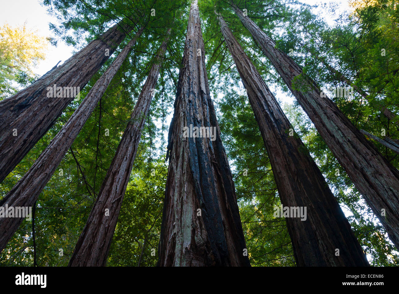 Redwood árboles en el parque estatal Big Basin, CA Foto de stock