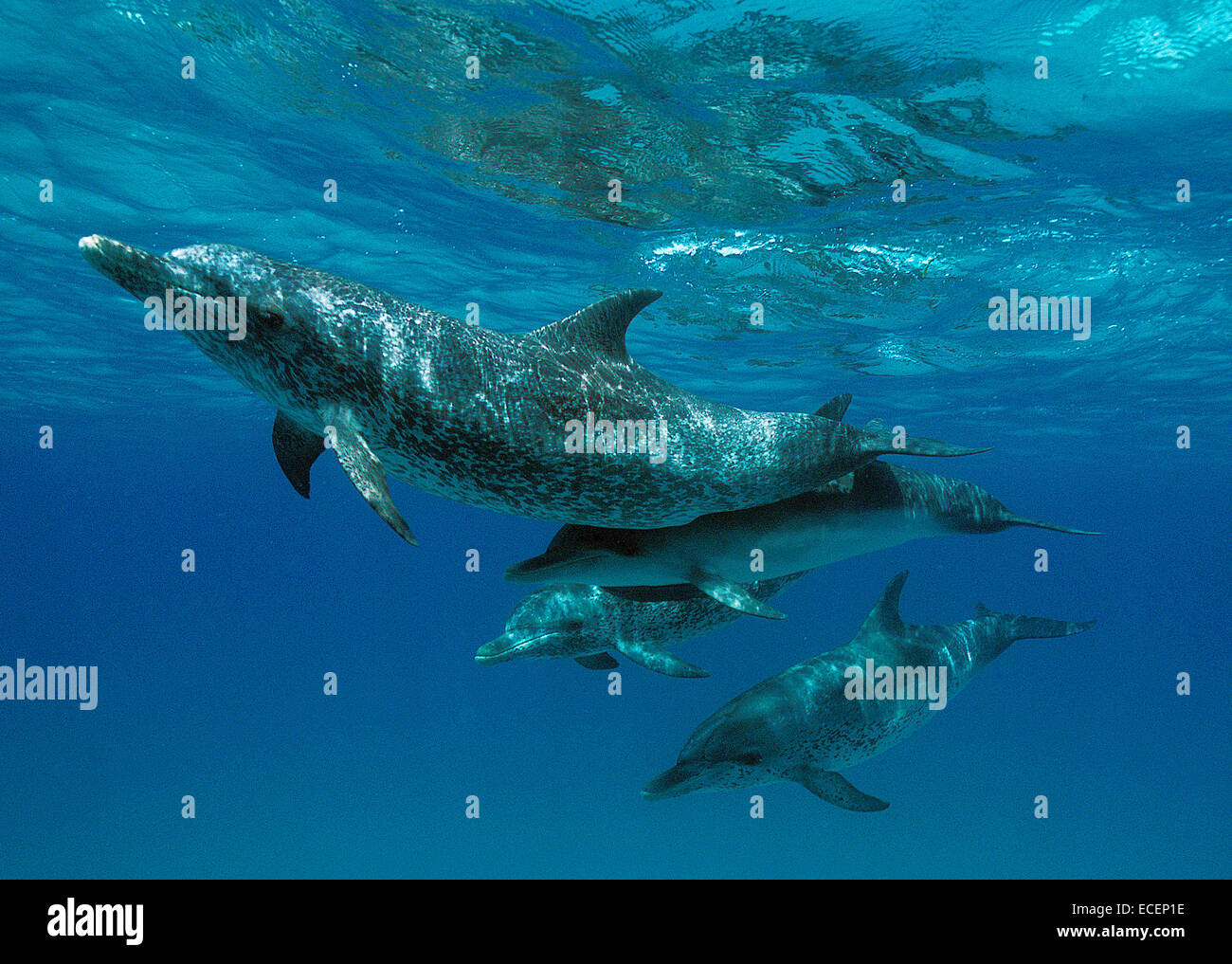 La madre y el bebé delfines moteados del Atlántico Foto de stock