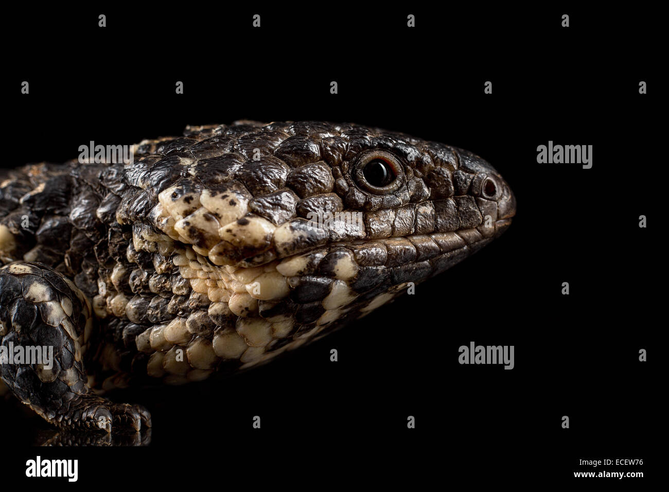 Lagarto de dos cabezas fotografías e imágenes de alta resolución Alamy