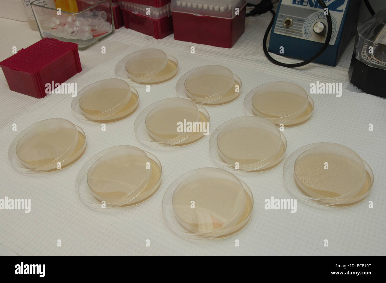Platos de clonación en laboratorio de investigación. Foto de stock