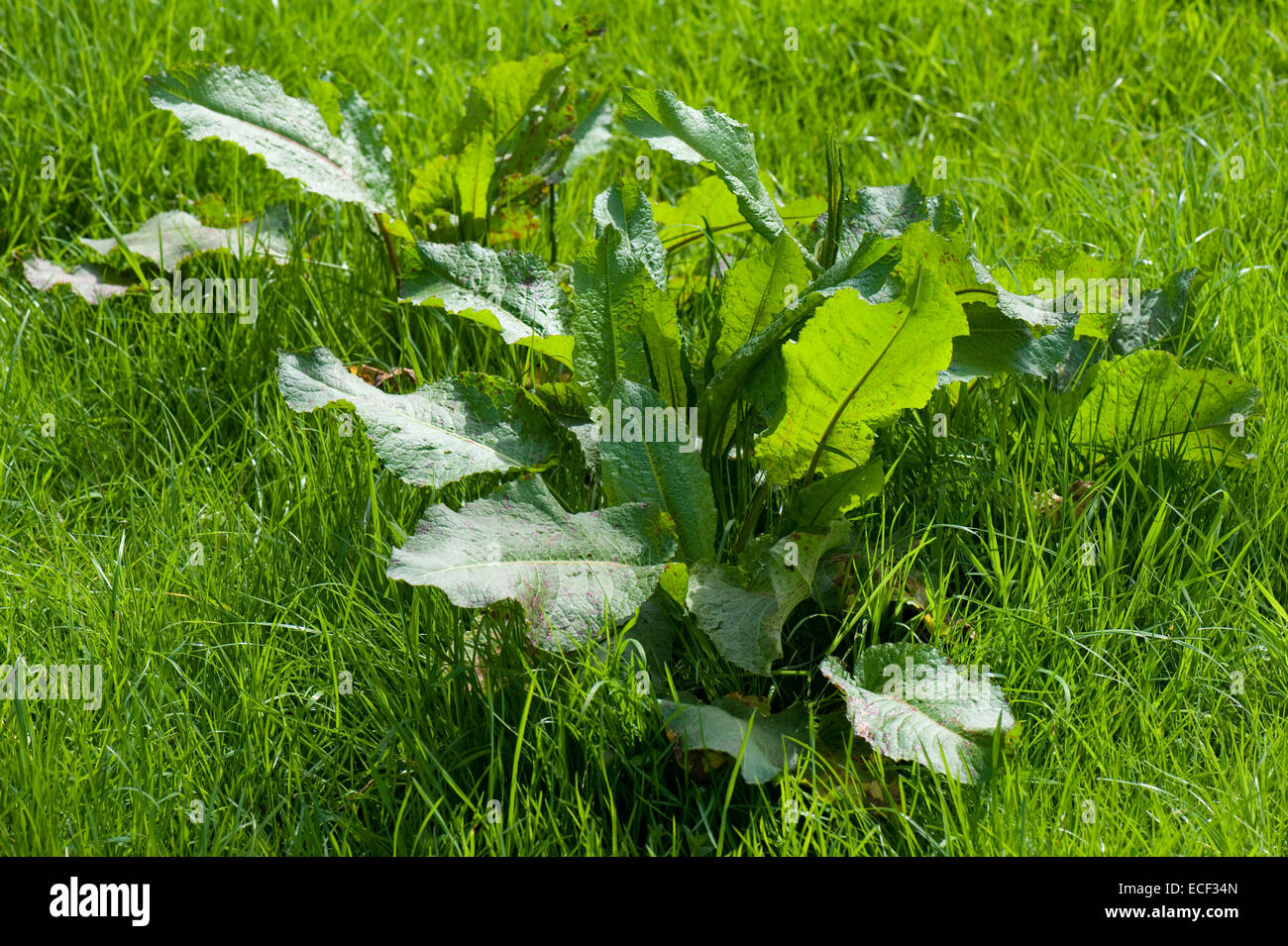 Una gran planta de amplia base, Rumex obtusifolius, antes de la floración en los prados Foto de stock