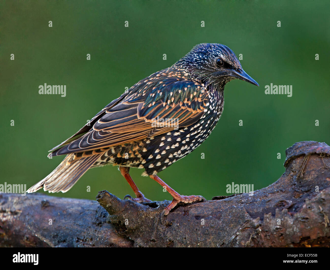 Starling encaramado en la rama Foto de stock
