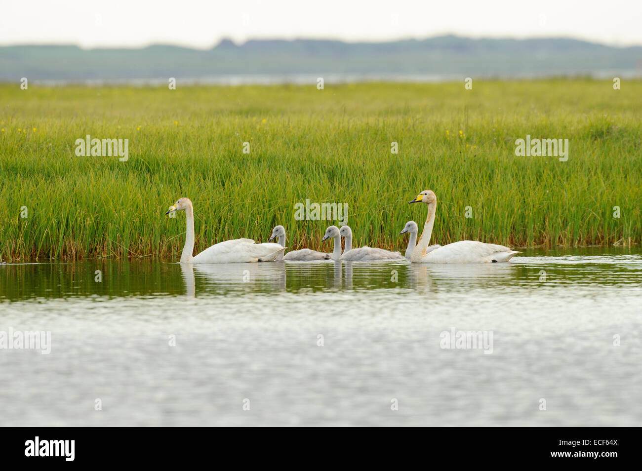 Cisne cantor cygnus islandia fotografías e imágenes de alta