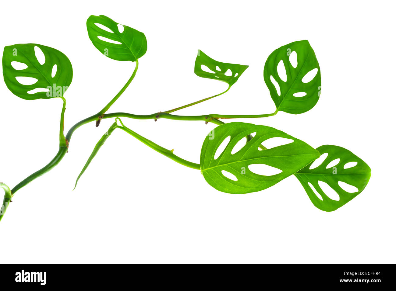 Hermosa joven monstera larga verde (var.) rama expilata aislado sobre fondo blanco, closeup Foto de stock