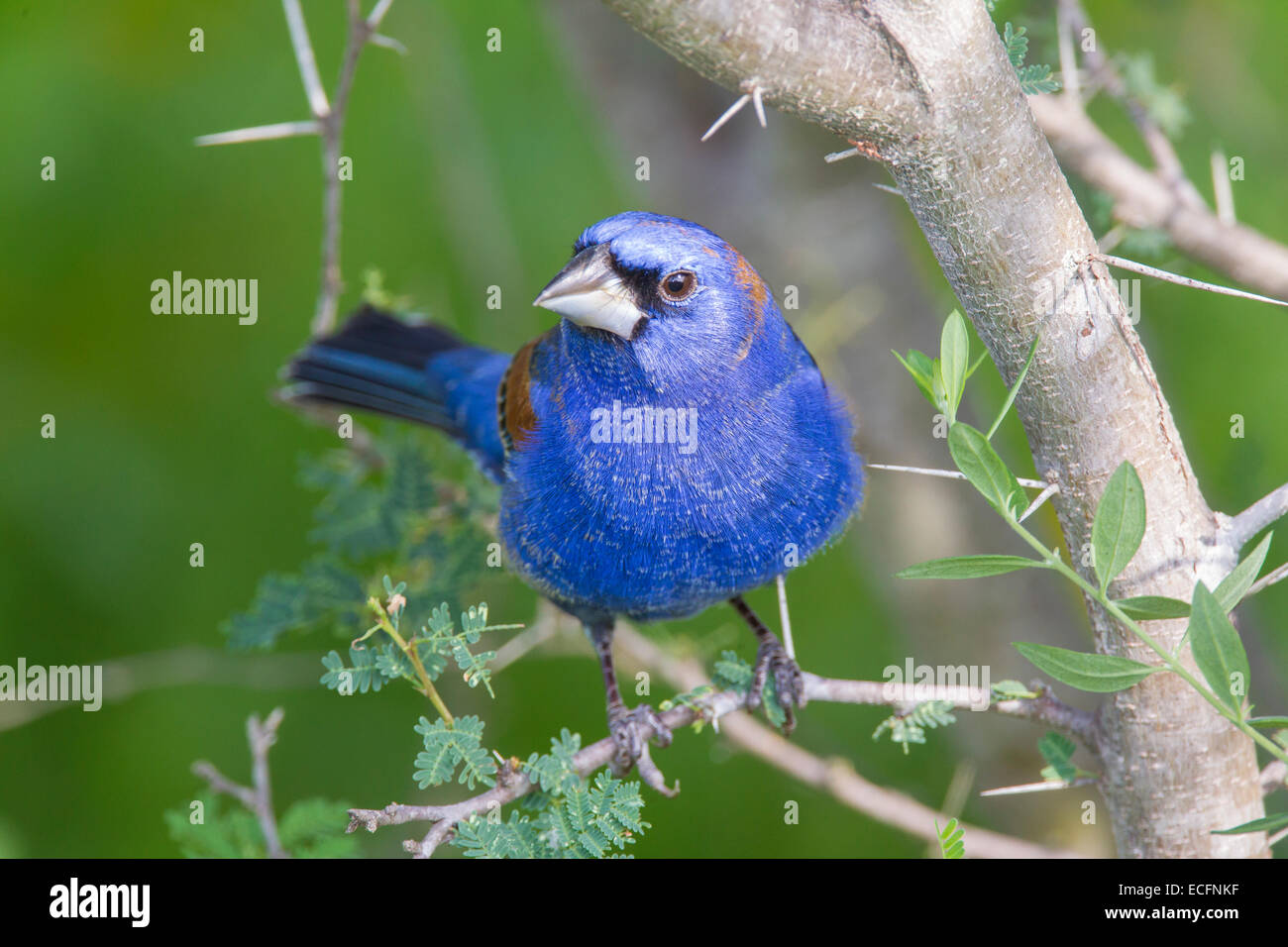 Macho azul grosbeak en primavera en territorio de cría Foto de stock