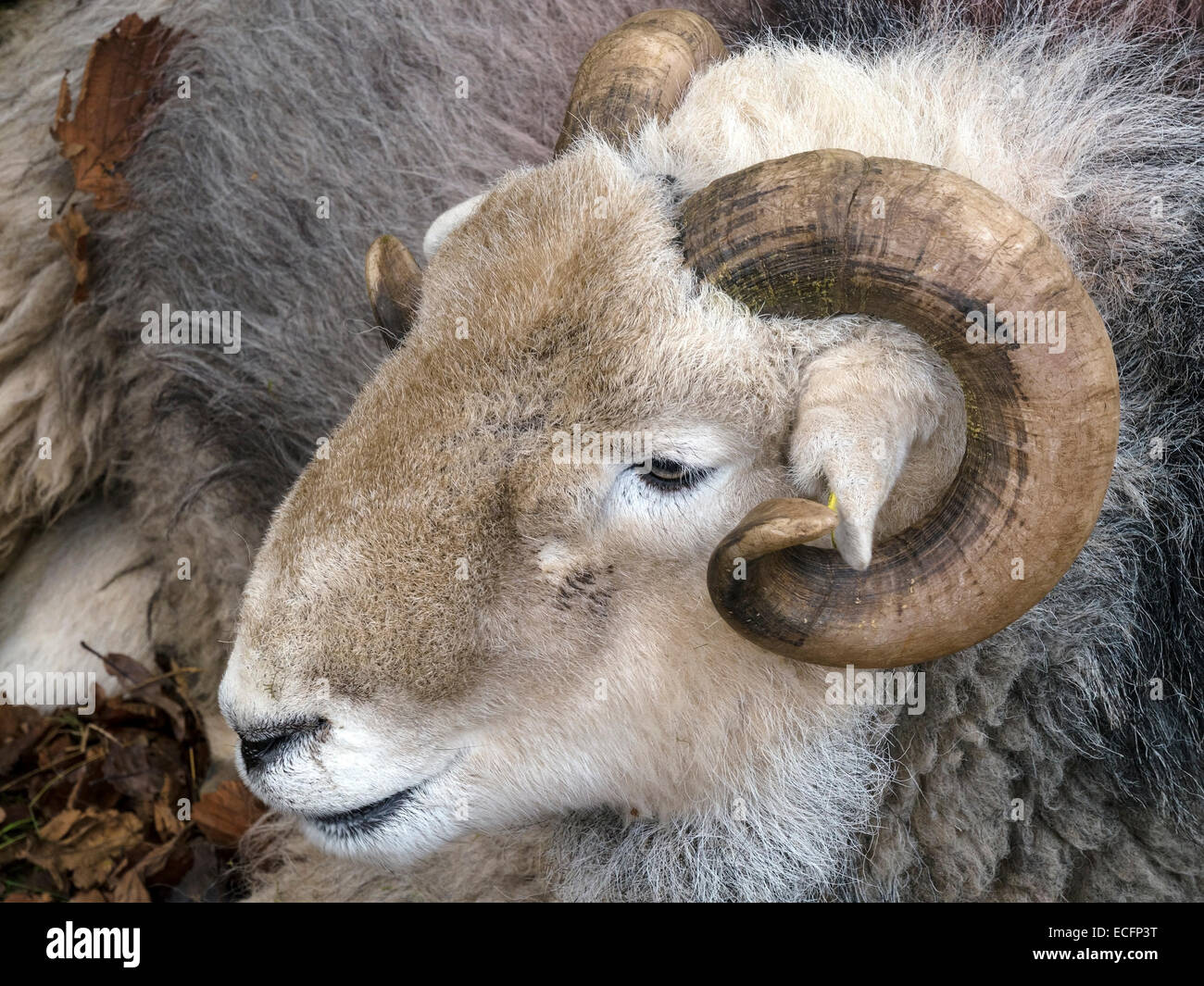 Primer plano de la cabeza de Lakeland ovejas Herdwick ram con cuernos rizados, Cumbria, Inglaterra, Reino Unido. Foto de stock