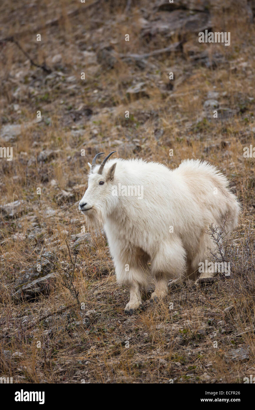 Cabra de montaña en invierno abrigo en Wyoming Foto de stock
