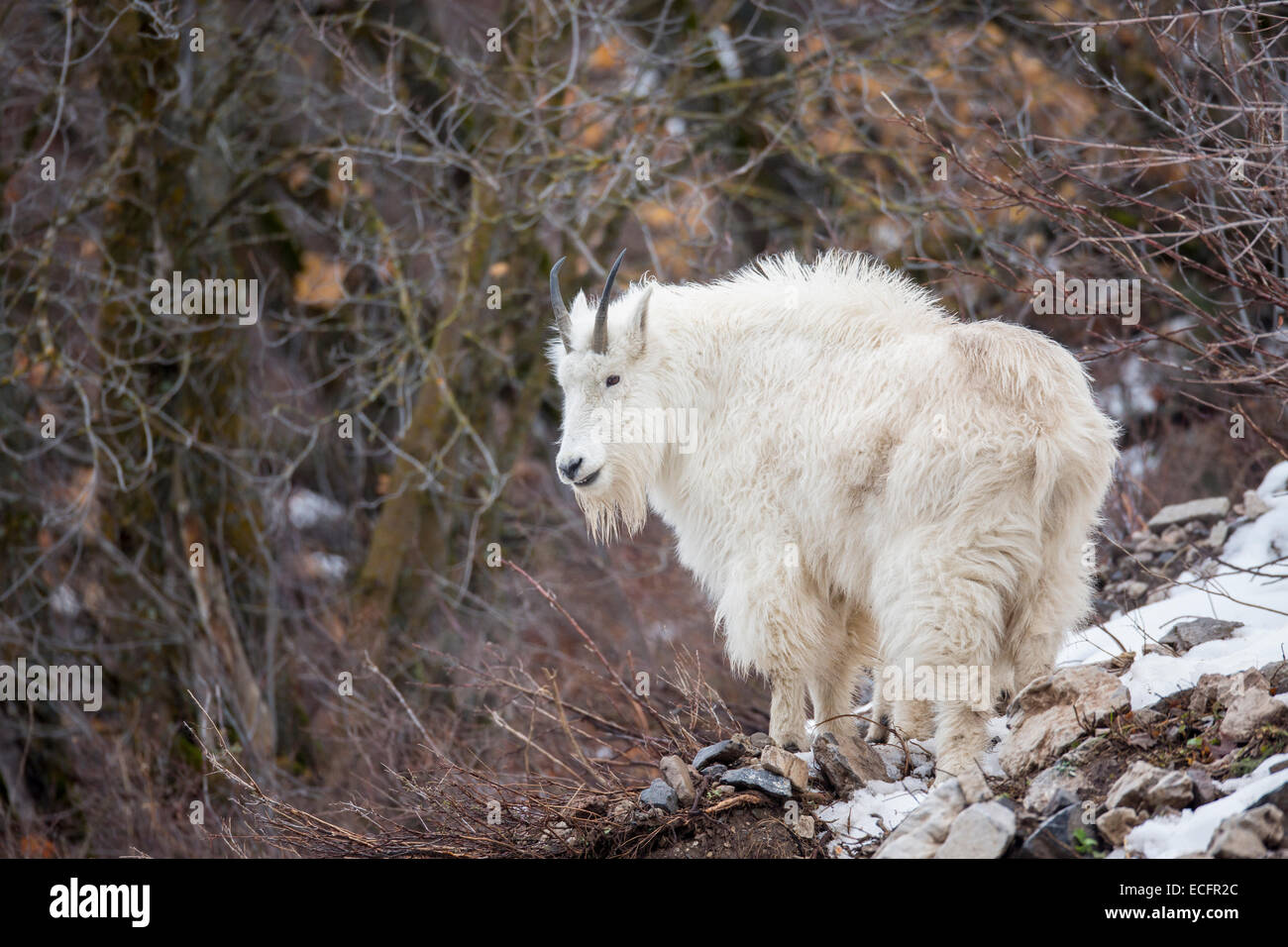 Cabra de montaña en invierno el pelaje en ladera de Wyoming Foto de stock