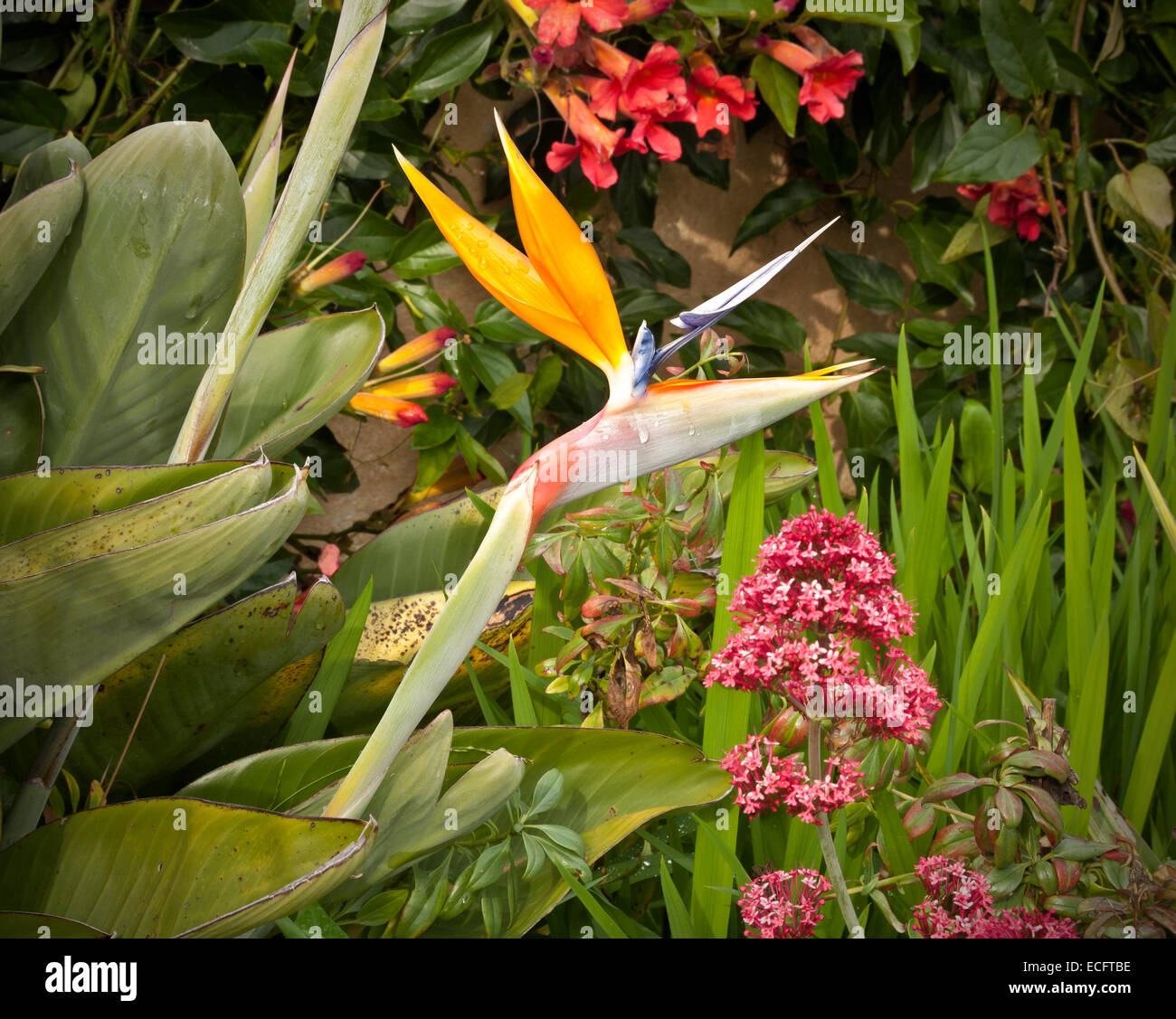 CALIFORNIA - Ave del Paraíso florece en el jardín exterior de la Misión San  Carlos Borromeo Del Río Carmelo en Carmel-por--mar Fotografía de stock -  Alamy