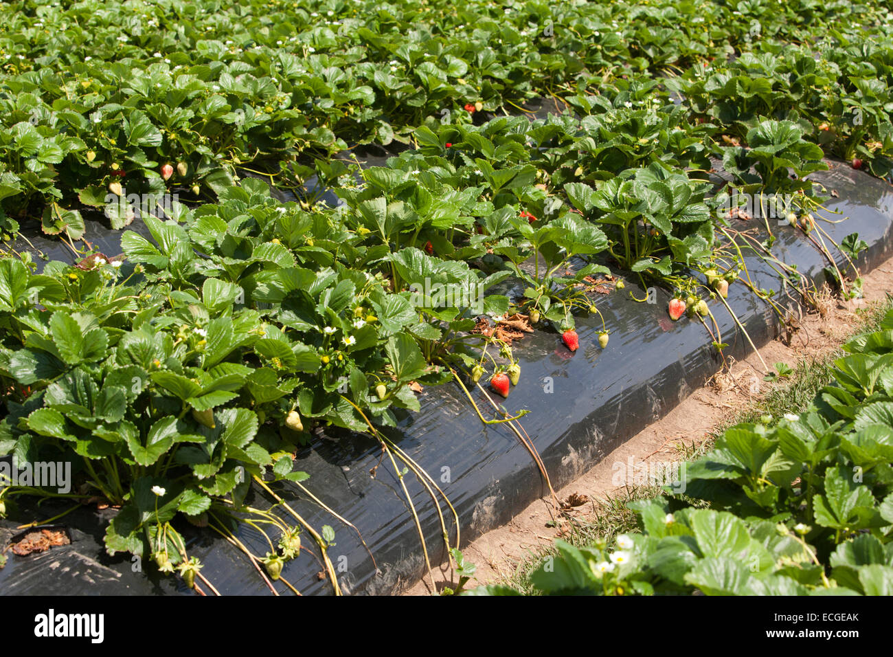 Cultivo de fresas Foto de stock