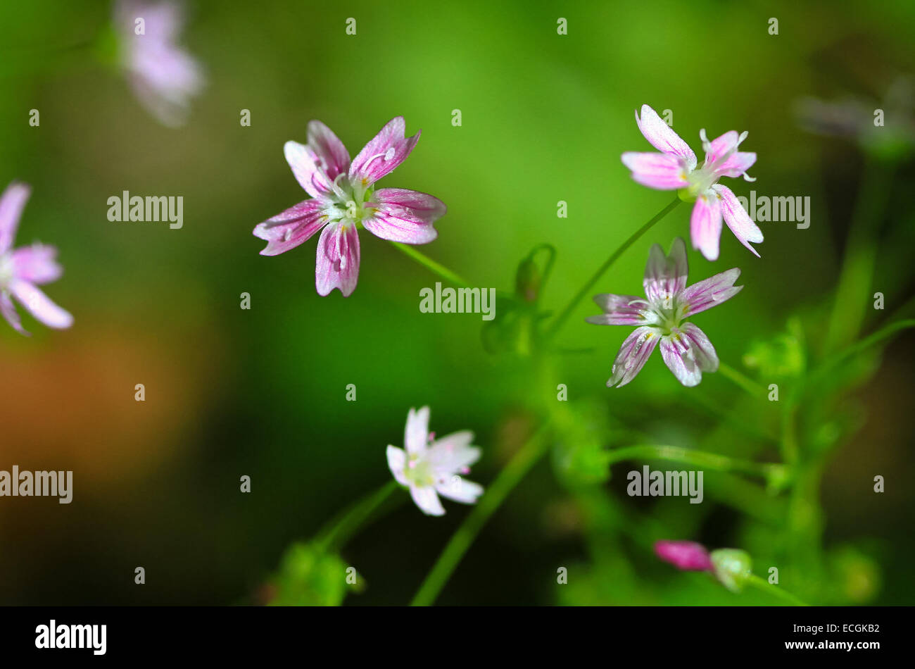 Flor de caramelo fotografías imágenes de alta resolución - Alamy