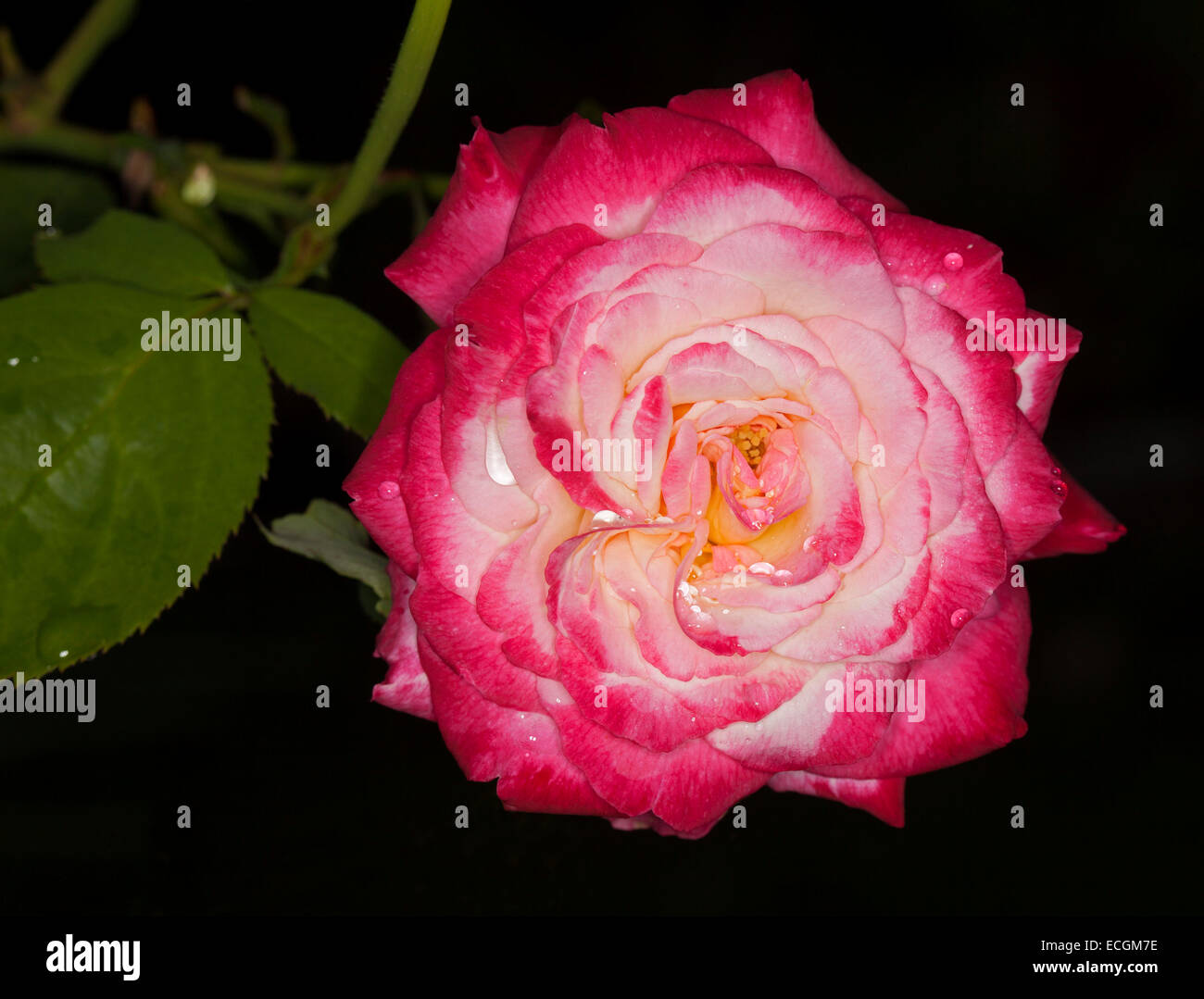 Rosa perfumada fotografías e imágenes de alta resolución - Alamy
