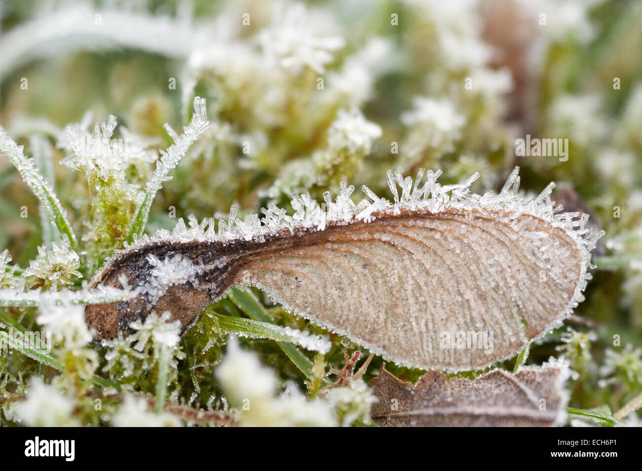 A la espera de germinar en la primavera maple acer semillas latentes están cubiertos de una dura capa de escarcha y hielo en invierno Foto de stock