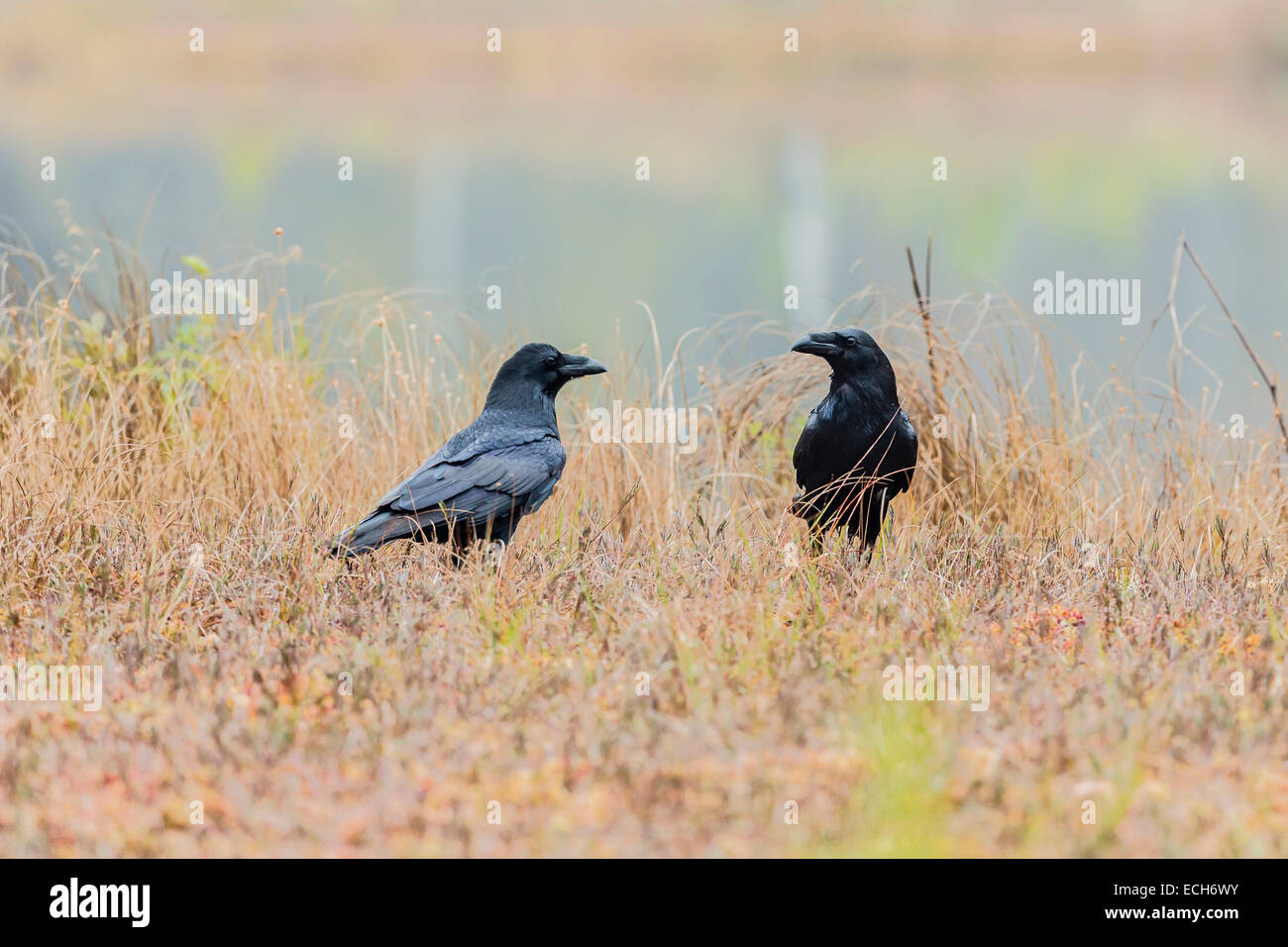 Los cuervos (Corvus corax), Masuria, Polonia Foto de stock