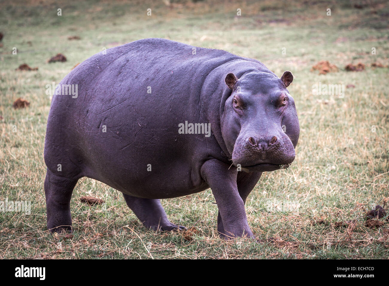 Hipopótamo (Hippopotamus amphibius) en la pradera, el Parque Nacional Chobe, Botswana Foto de stock