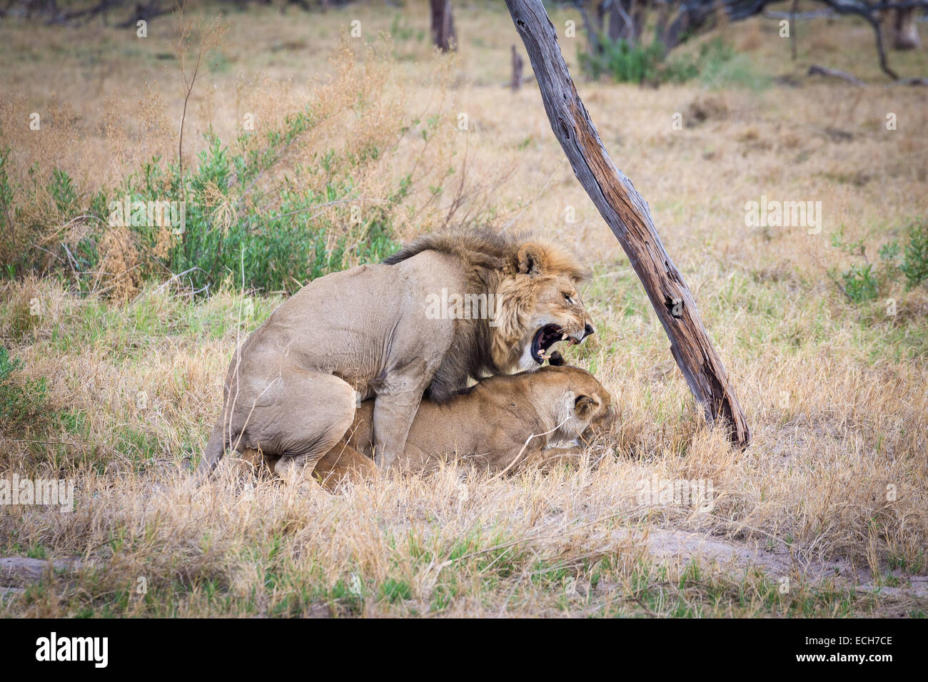 León (Panthera leo) de apareamiento, el delta del Okavango, Botswana Foto de stock