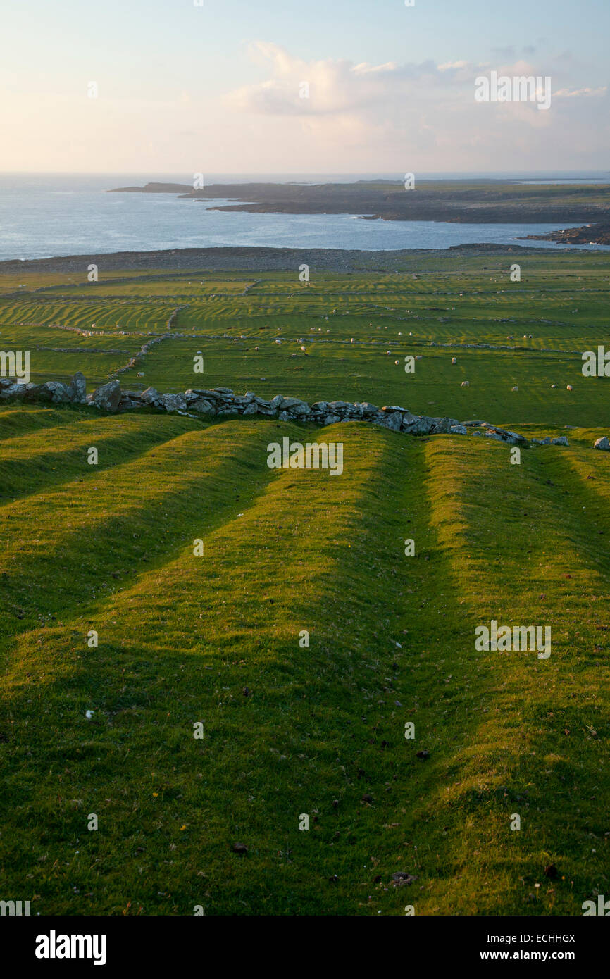 Antiguos lechos perezoso (potato simulacros) sobre Inishkea South Island, en el condado de Mayo, Irlanda. Foto de stock
