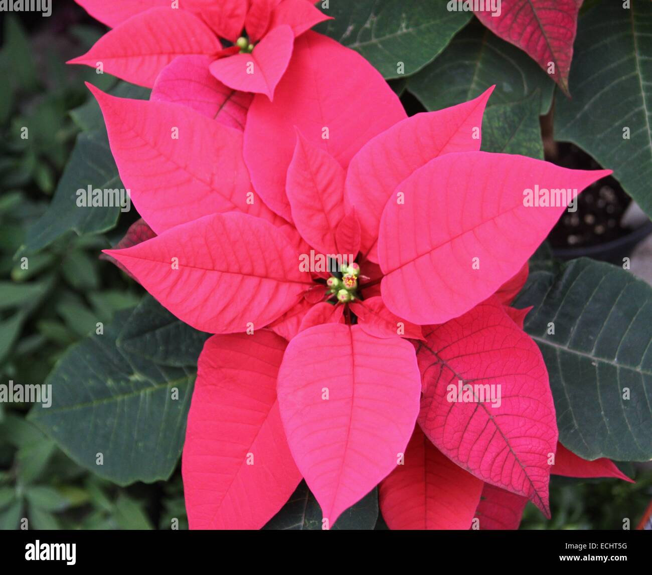 Hojas de flor de pascua fotografías e imágenes de alta resolución - Alamy