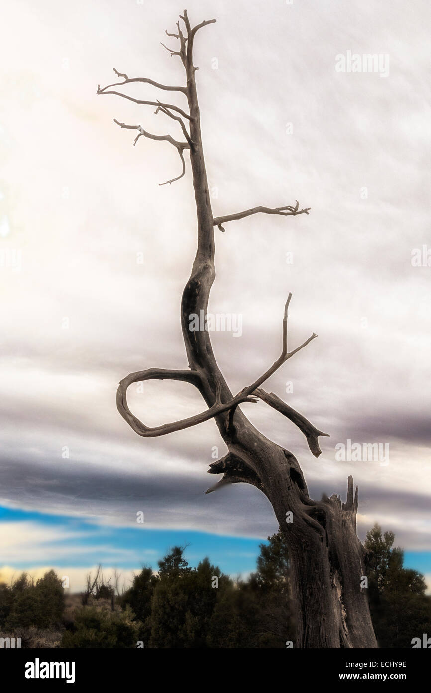 Un estilo de arte,imagen de formato panorámico vertical un cedro quemada contra un espectacular cielo de invierno Foto de stock