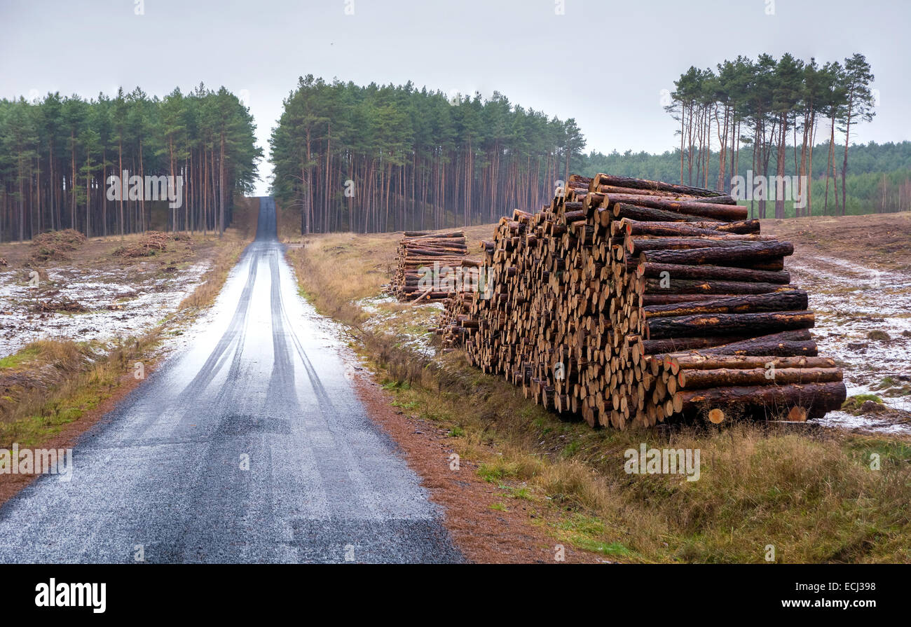 El bosque de pinos, estroma y carretera Foto de stock