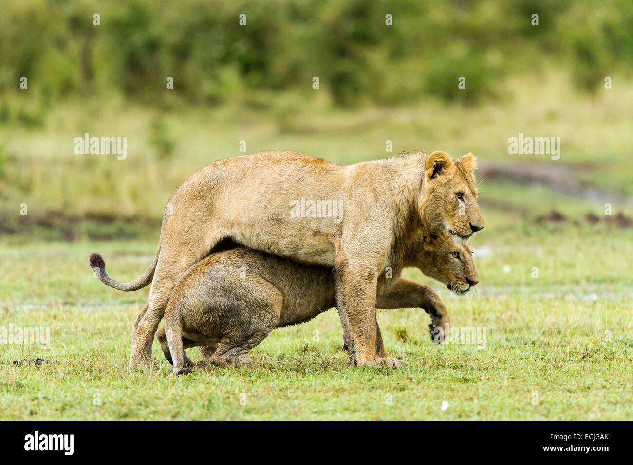 Kenya, Masai-Mara reserva de caza, el león (Panthera leo), Cachorros jugando Foto de stock