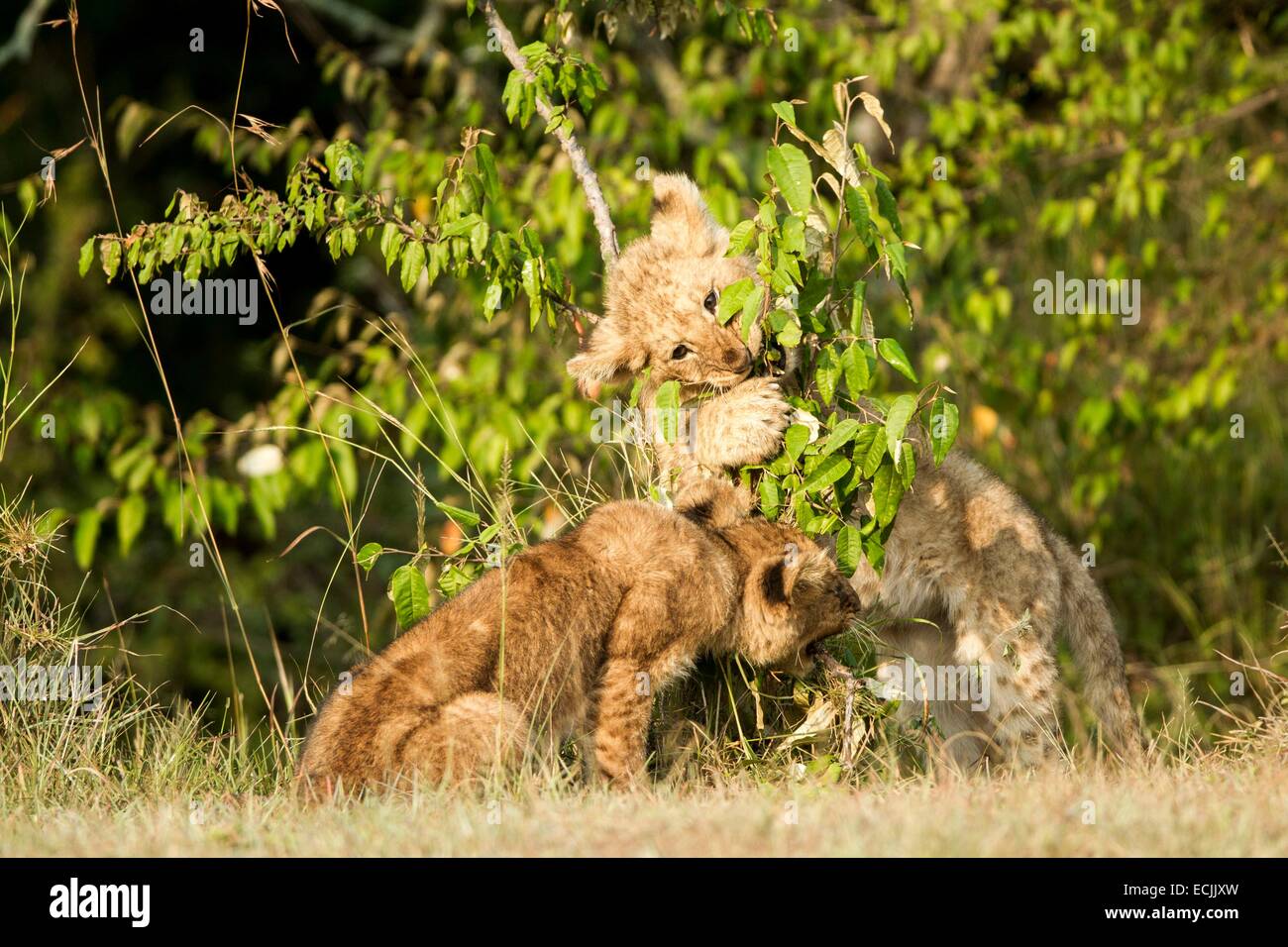 Kenya, Masai-Mara reserva de caza, el león (Panthera leo), Cachorros jugando Foto de stock