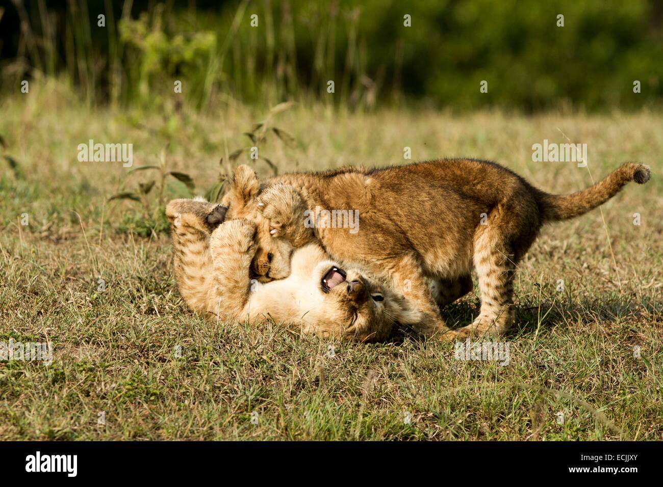 Kenya, Masai-Mara reserva de caza, el león (Panthera leo), Cachorros jugando Foto de stock