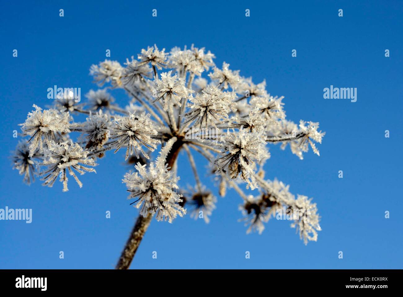 Francia, Doubs, mañana umbellifer Brognard, cubierto con hielo contra el cielo azul Foto de stock