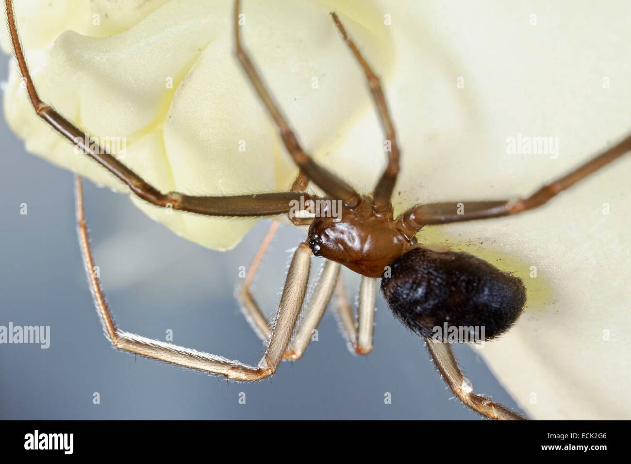 Francia, Paris, Araneae, Theridiidae, Falso o armario araña viuda negra (Steatoda grossa), joven Foto de stock