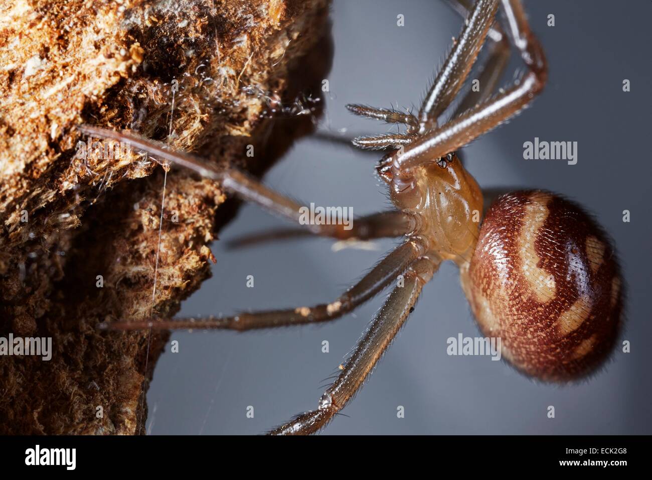 Francia, Paris, Araneae, Theridiidae, Falso o armario araña viuda negra (Steatoda grossa), hembra Foto de stock