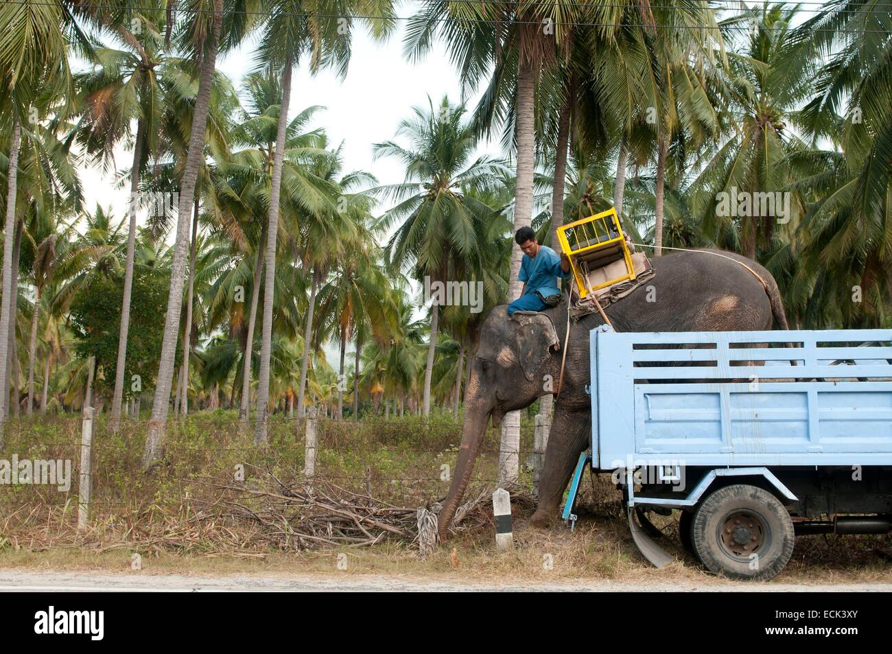 Tailandia, Koh Samui, transporte de elefante asiático (Elephas maximus) por camión Foto de stock