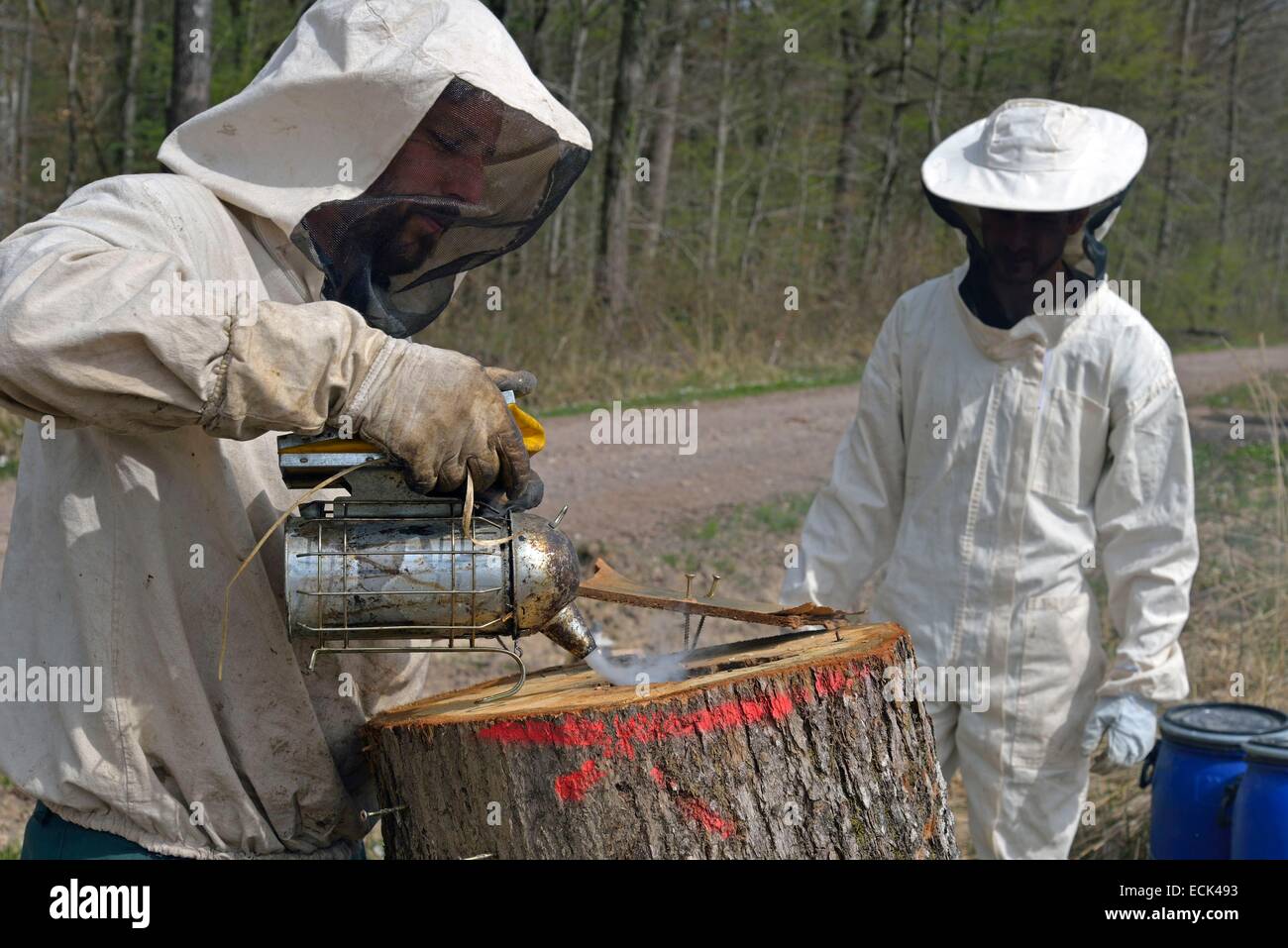 Francia, Haute Saône, apicultores actuando con un bosque essain smokehouse de abejas (Apis mellifera) alojado en el tronco de un árbol de roble con el fin de transferirlo a una colmena Foto de stock