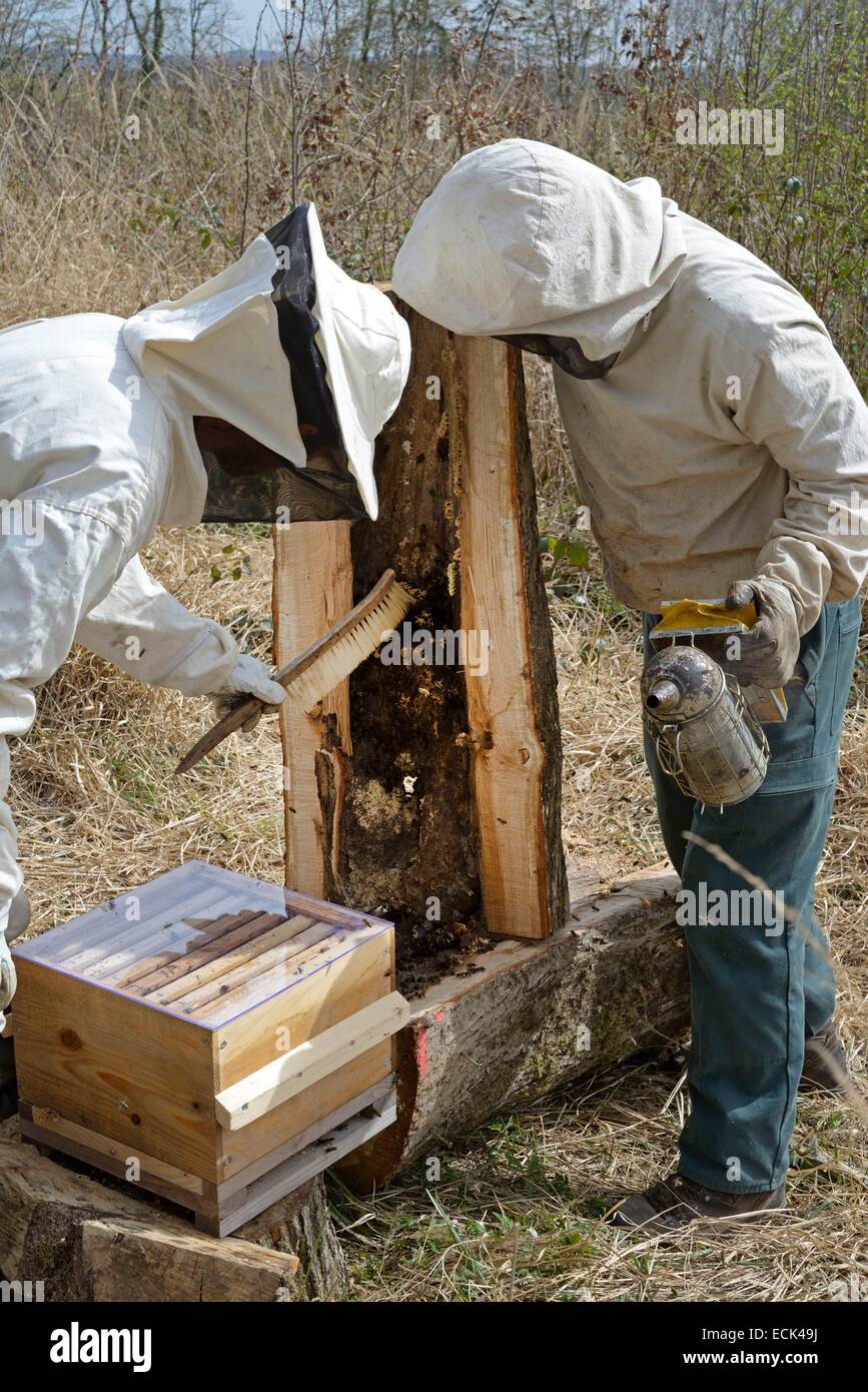 Francia, Haute Saône, enjambre de abejas en su bosque recuperado del tronco de asolado bosque de roble y transferidos por un apicultor en una colmena Brood. Foto de stock