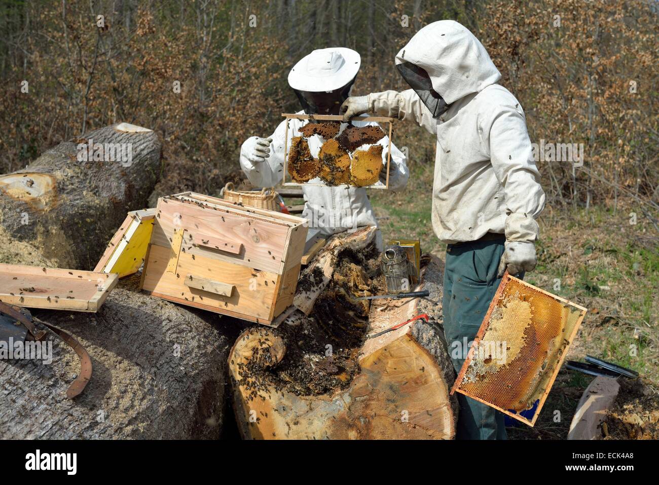 Francia, Haute Saône, enjambre de abejas en su bosque recuperado desde el tronco de roble cortados por la madera y transferidos por un apicultor en una colmena Brood. Foto de stock