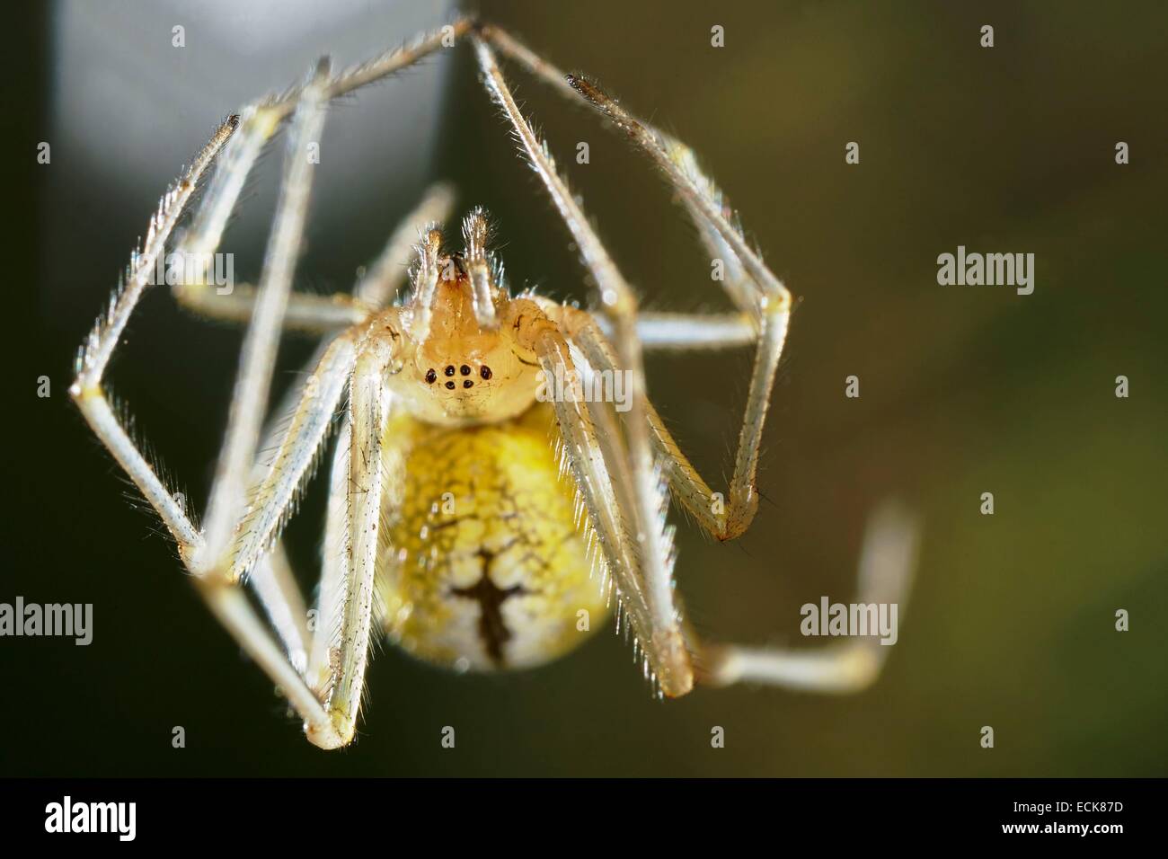 Francia, Araneae, Theridiidae, Candy stripeáspider (Enoplognatha ovata), Retrato de mujer Foto de stock