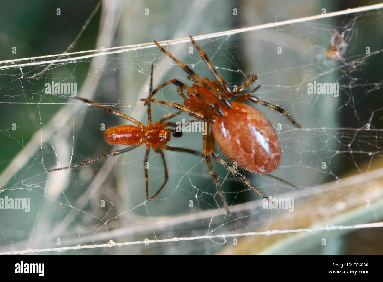 Francia, Guayana Francesa, Araneae, Theridiidae, sociales araña (Anelosimus eximius), masculino y femenino en su web Foto de stock